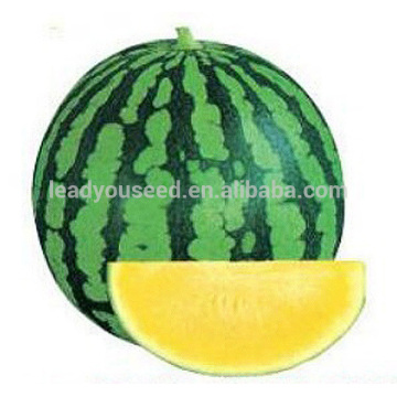 W05 Mihuang Nr. 5 mittlere Reife f1 hybride kernlose Wassermelonensamen